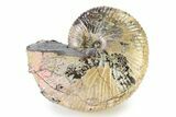 Iridescent Ammonite (Hoploscaphites) Fossil - Montana #316585-1